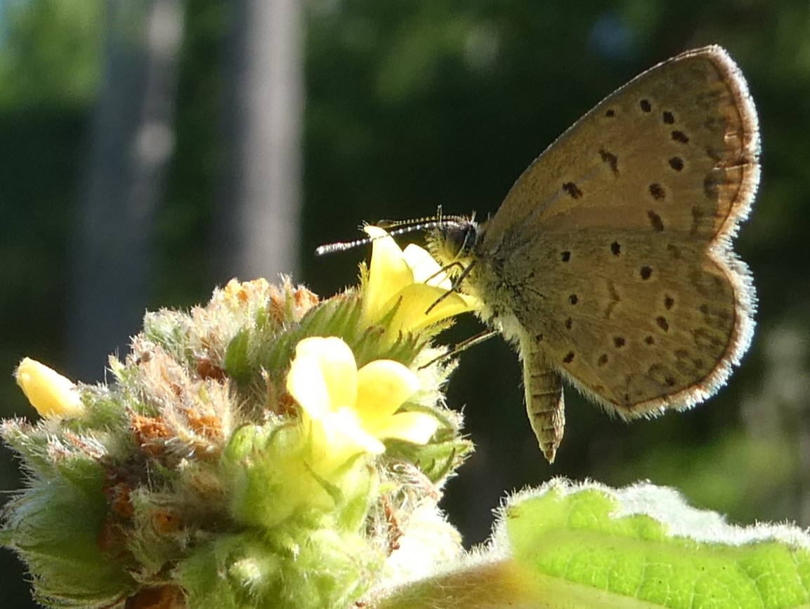 Zizina antanossa sur Waltheria indica.JPG