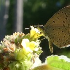 Zizina antanossa sur Waltheria indica.JPG