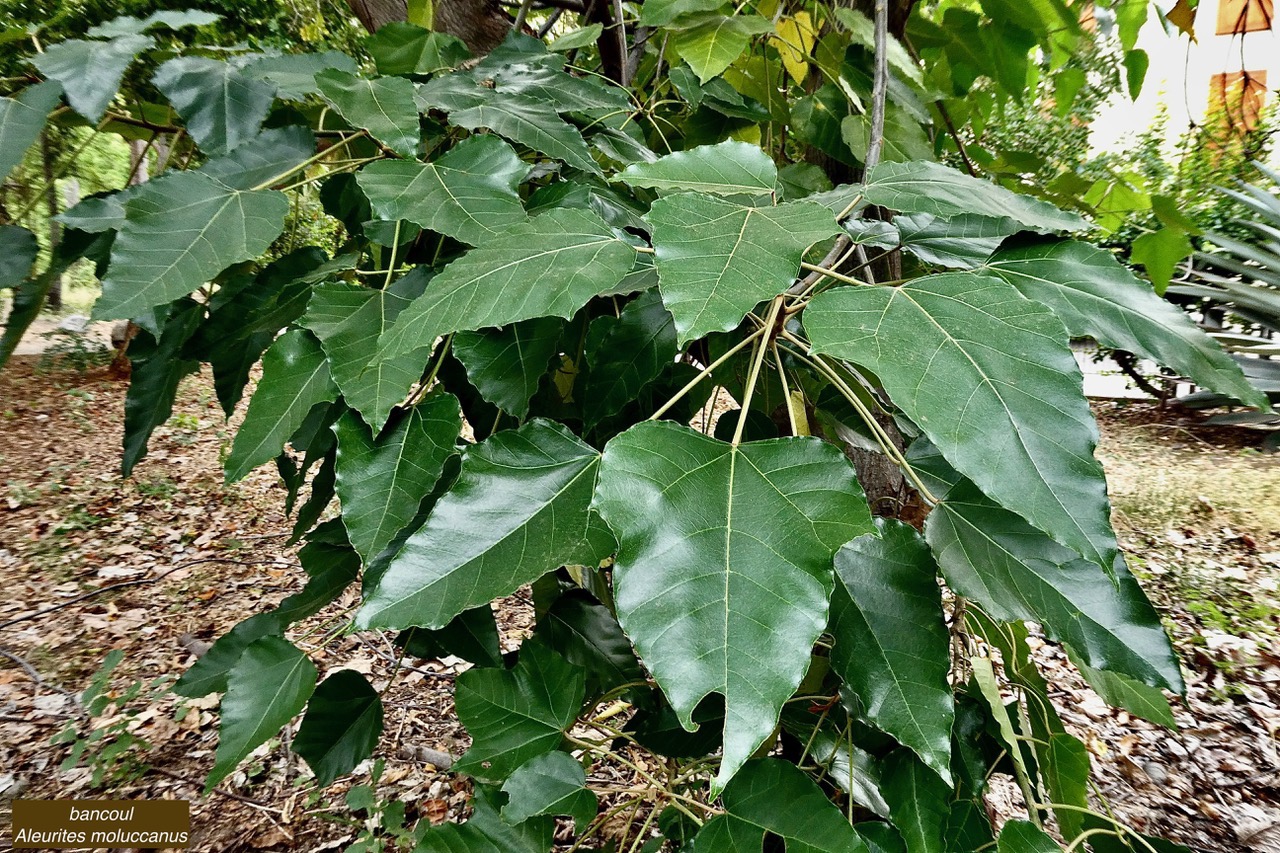 Aleurites moluccanus.bancoul.bancoulier.euphorbiaceae.sténonaturalisé..jpeg