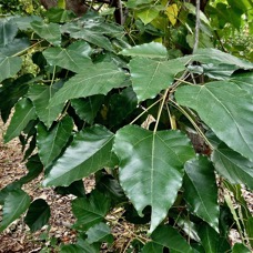 Aleurites moluccanus.bancoul.bancoulier.euphorbiaceae.sténonaturalisé..jpeg