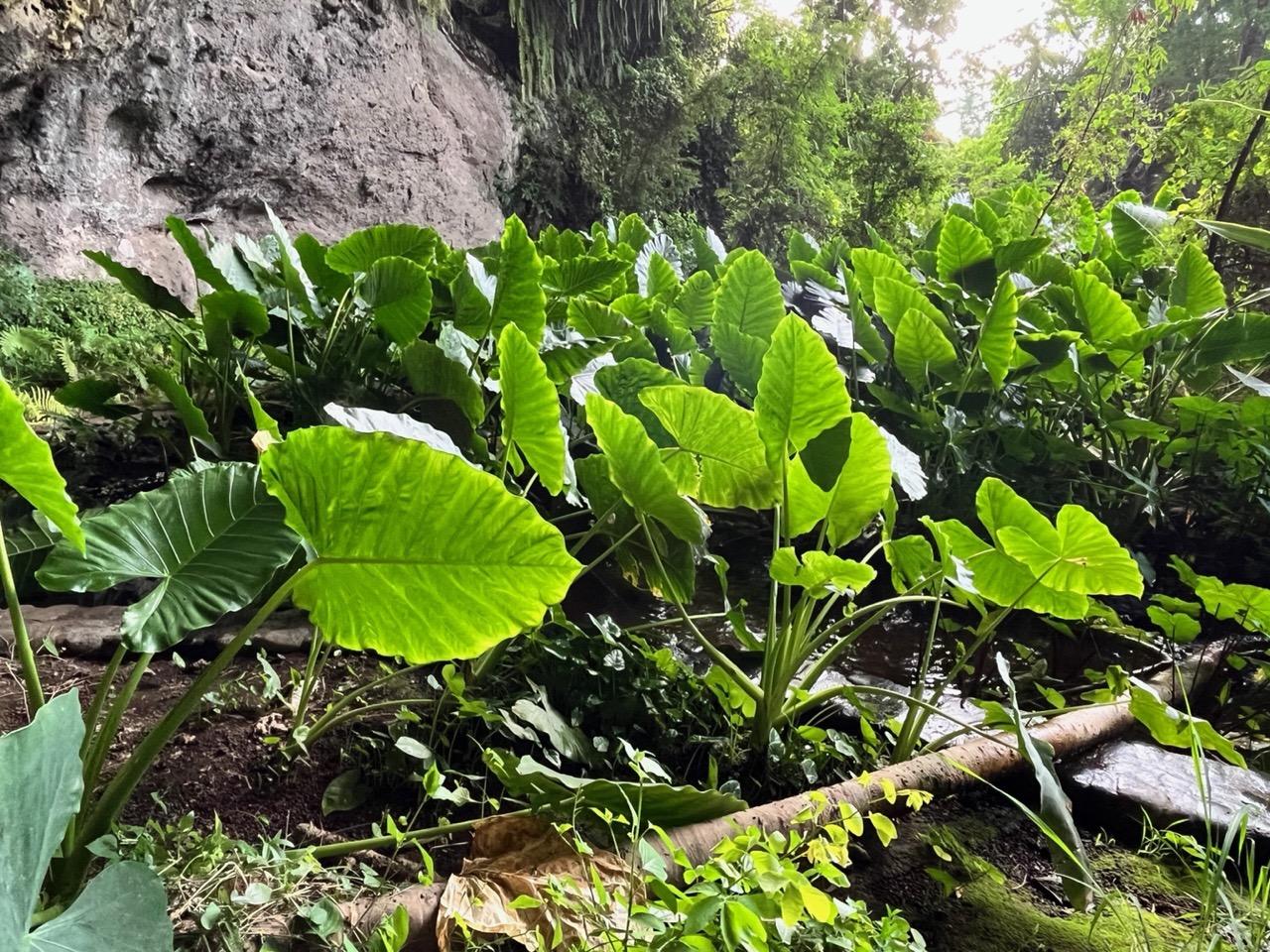 Alocasia macrorrhizos .songe caraïbe.araceae.espèce cultivée..jpeg