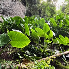 Alocasia macrorrhizos .songe caraïbe.araceae.espèce cultivée..jpeg