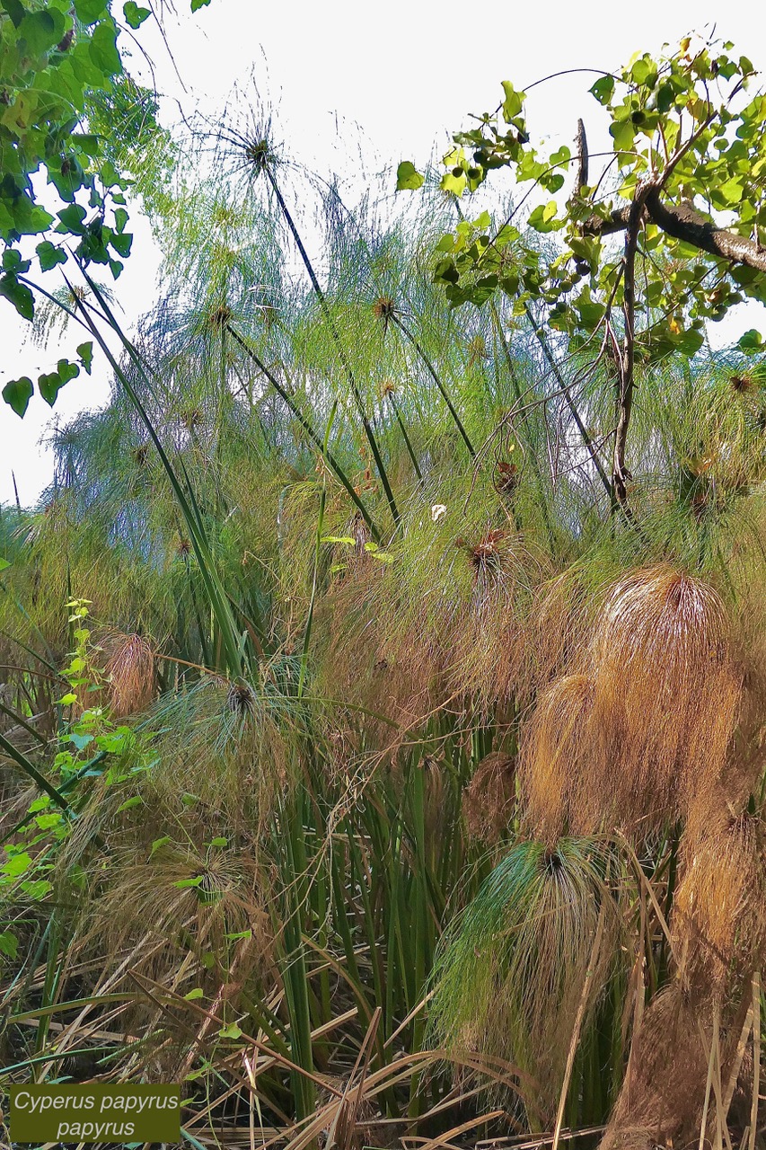 Cyperus papyrus.papyrus.souchet papyrus.cyperaceae.espèce envahissante..jpeg