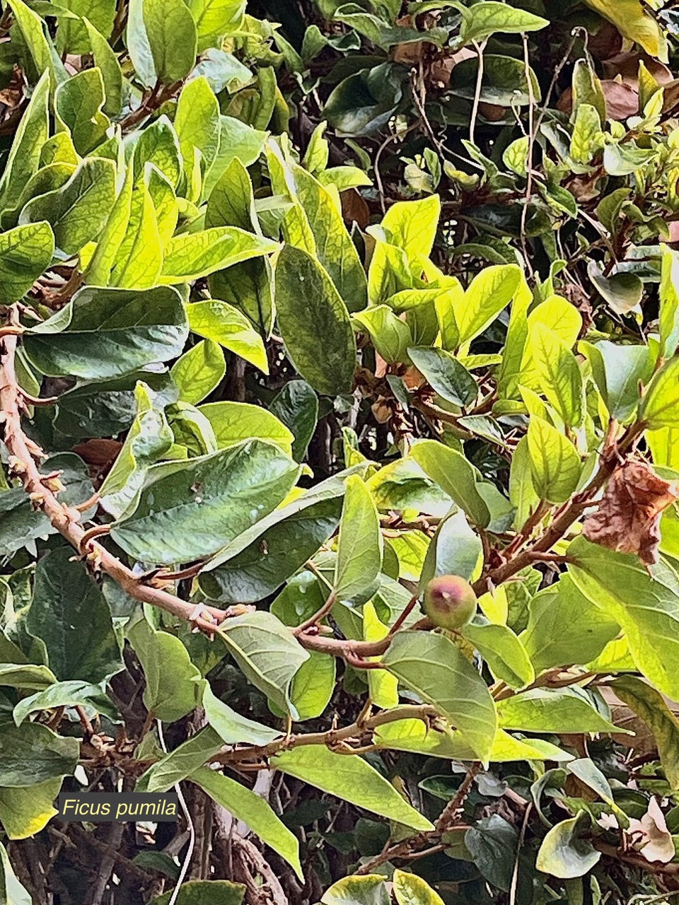 Ficus pumila.ficus rampant.moraceae.espèce cultivée..jpeg