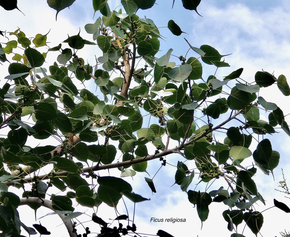 Ficus religiosa L.arbre bo.moraceae.espèce cultivée.potentiellement envahissant. (1).jpeg