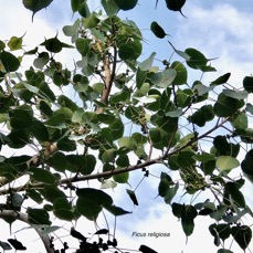 Ficus religiosa L.arbre bo.moraceae.espèce cultivée.potentiellement envahissant. (1).jpeg