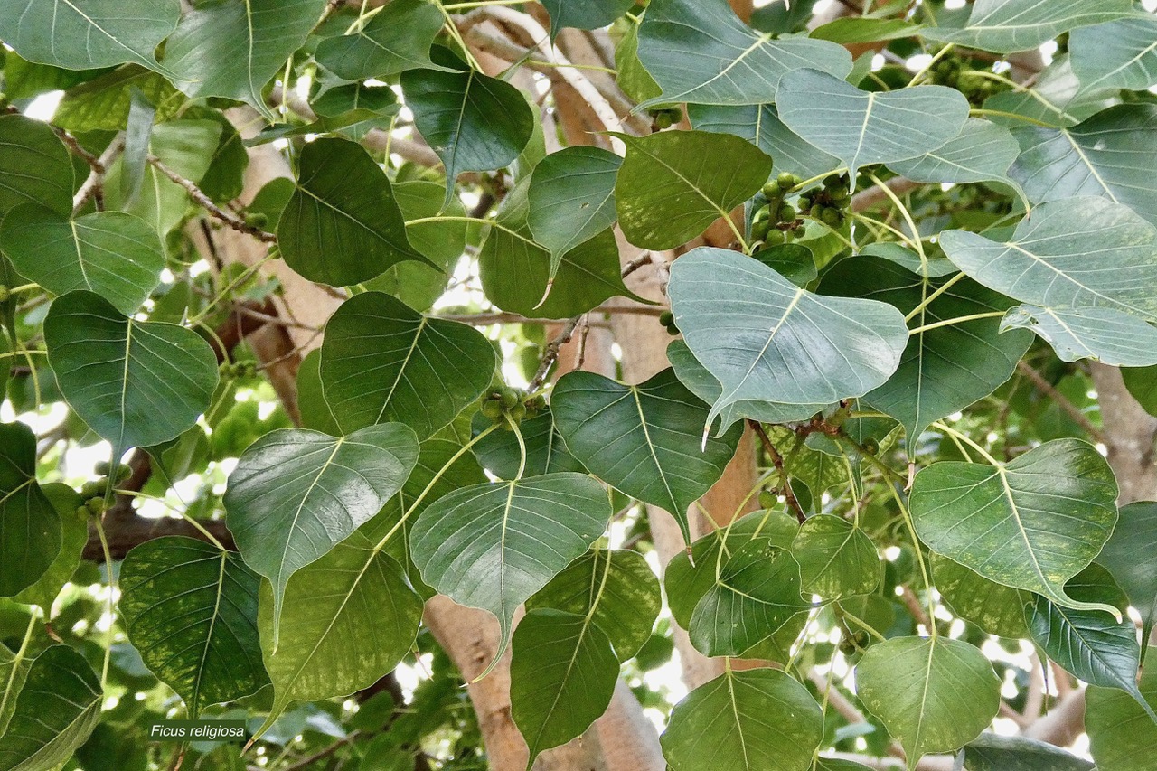 Ficus religiosa L.arbre bo.moraceae.espèce cultivée.potentiellement envahissant..jpeg