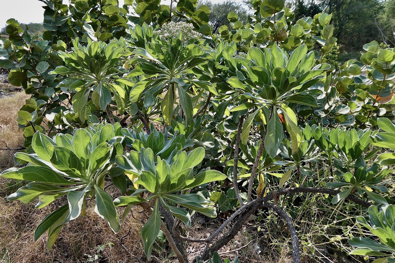 Heliotropium foertherianum.Diane et Hilger.veloutier.veloutier bord de mer.heliotropiaceae.indigène Réunion.au premier plan devant Coccoloba uvifera.raisin de mer .polygonaceae.espèce cultivée..jpeg