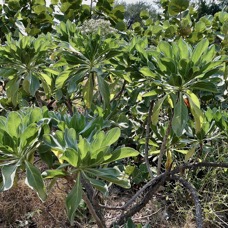 Heliotropium foertherianum.Diane et Hilger.veloutier.veloutier bord de mer.heliotropiaceae.indigène Réunion.au premier plan devant Coccoloba uvifera.raisin de mer .polygonaceae.espèce cultivée..jpeg