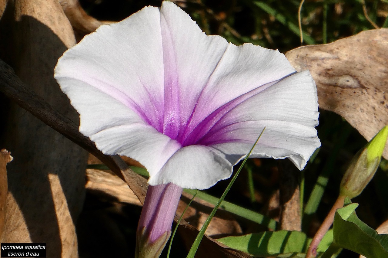 Ipomoea aquatica Forssk.liseron d’eau.convolvulaceae.stenonaturalisé? espèce envahissante. (1).jpeg