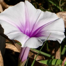 Ipomoea aquatica Forssk.liseron d’eau.convolvulaceae.stenonaturalisé? espèce envahissante. (1).jpeg