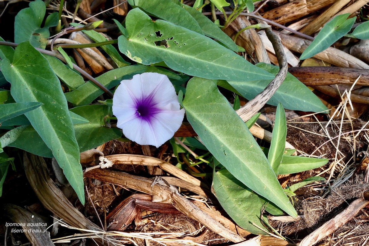 Ipomoea aquatica Forssk.liseron d’eau.convolvulaceae.stenonaturalisé? espèce envahissante..jpeg