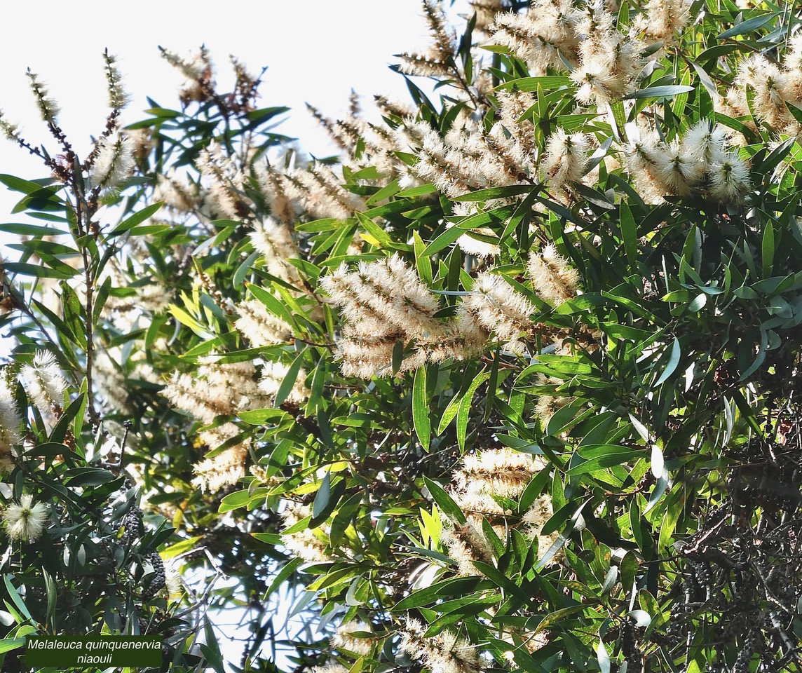 Melaleuca quinquenervia.niaouli.myrtaceae.stenonaturalisé?potentiellement envahissant. (1).jpeg