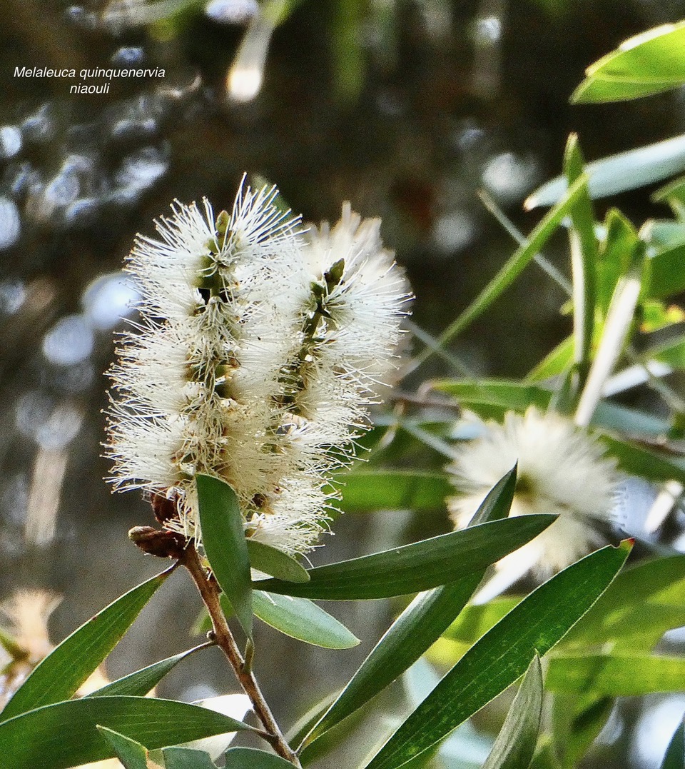 Melaleuca quinquenervia.niaouli.myrtaceae.stenonaturalisé?potentiellement envahissant..jpeg