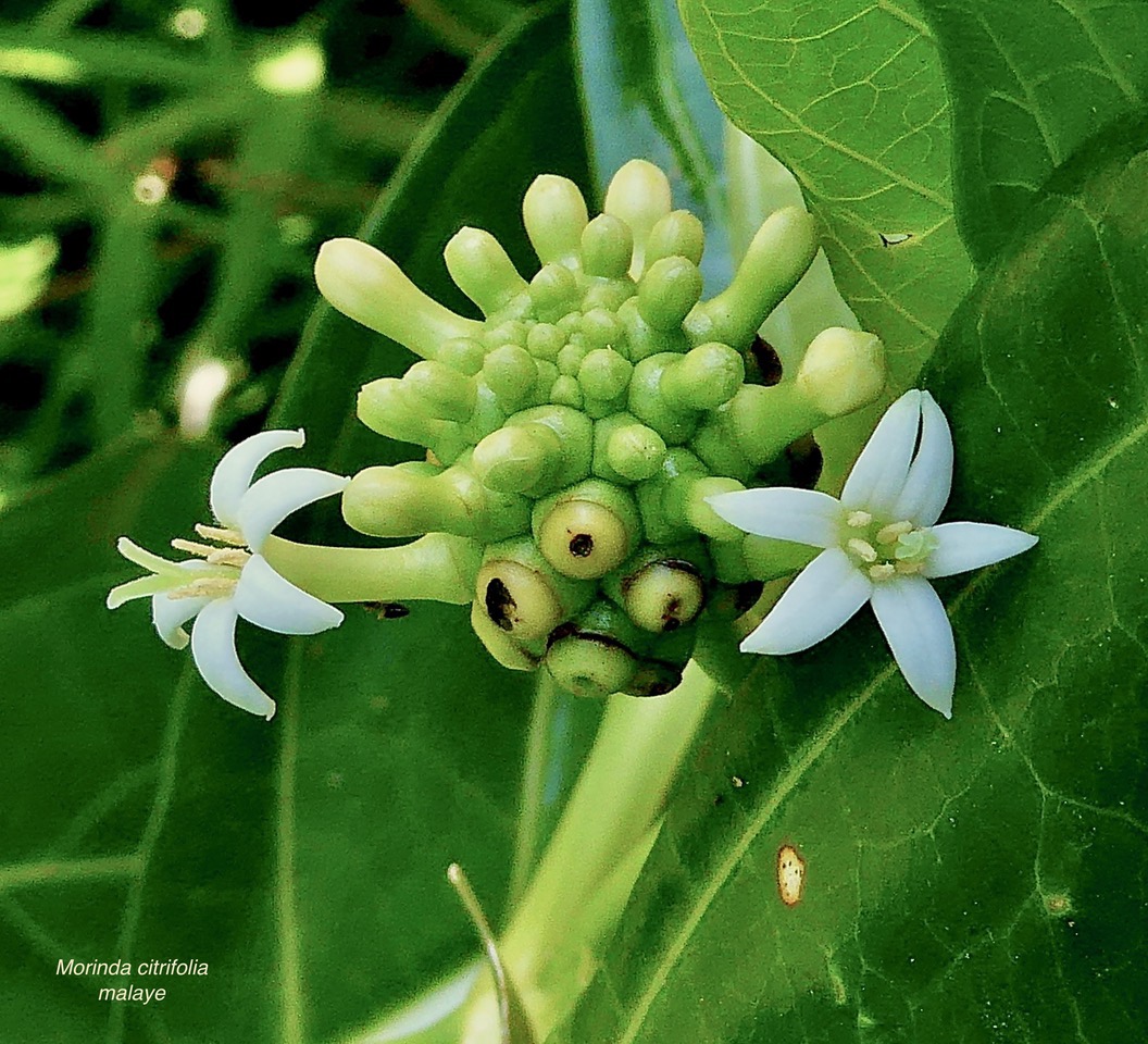 Morinda citrifolia.malaye.rubiaceae.espèce cultivée..jpeg