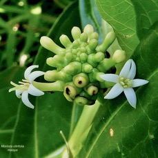 Morinda citrifolia.malaye.rubiaceae.espèce cultivée..jpeg