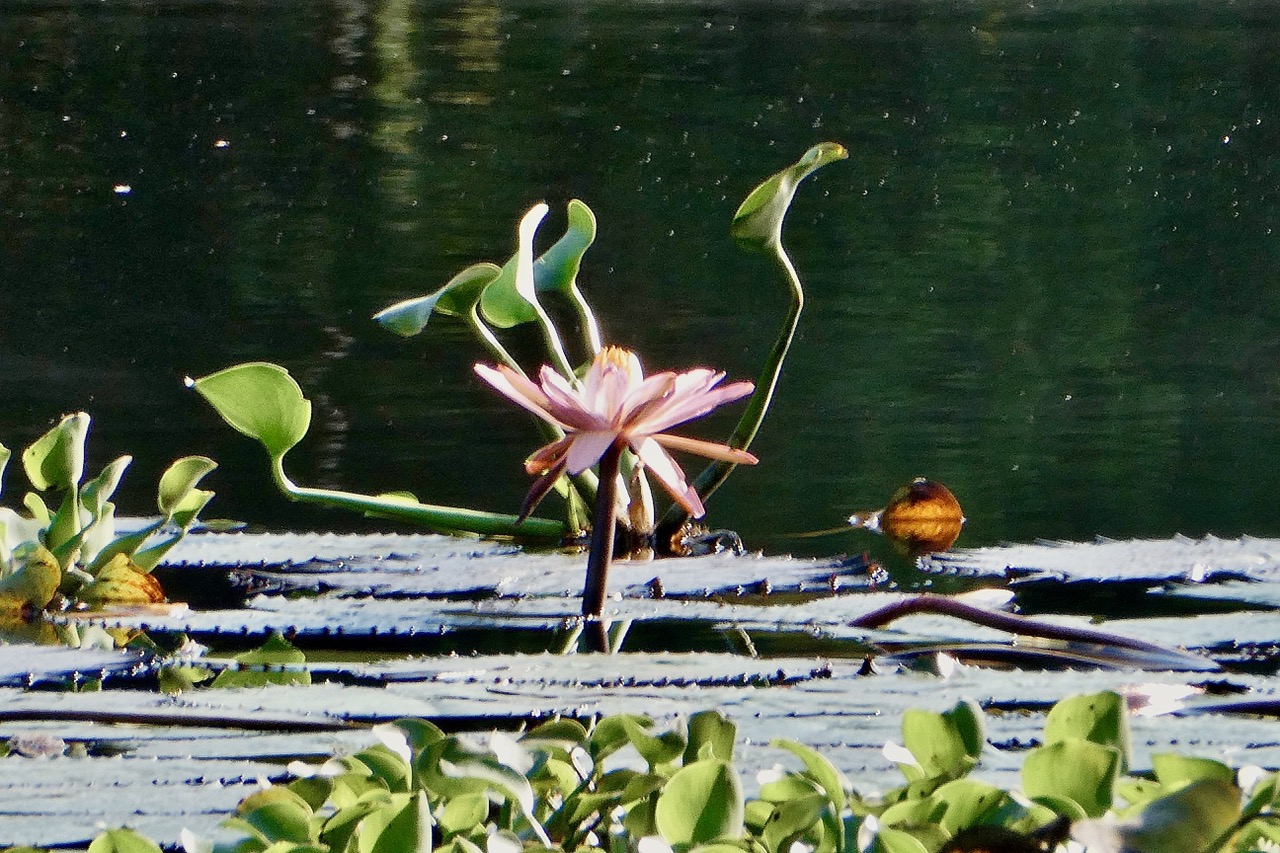 Nymphaea sp.nymphaeaceae.stenonaturalisé. et Pontederia crassipes.( Eichhornia crassipes ) jacinthe d’eau. pontederiaceae.amphinaturalisé_(cultivé ) très envahissant..jpeg