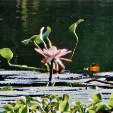 Nymphaea sp.nymphaeaceae.stenonaturalisé. et Pontederia crassipes.( Eichhornia crassipes ) jacinthe d’eau. pontederiaceae.amphinaturalisé_(cultivé ) très envahissant..jpeg