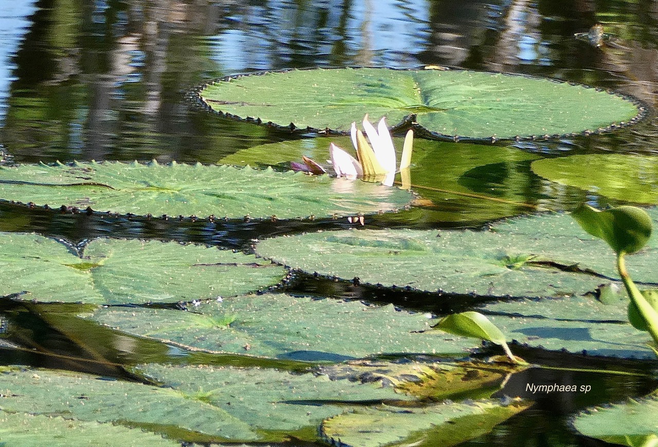 Nymphaea sp.nymphaeaceae.stenonaturalisé..jpeg