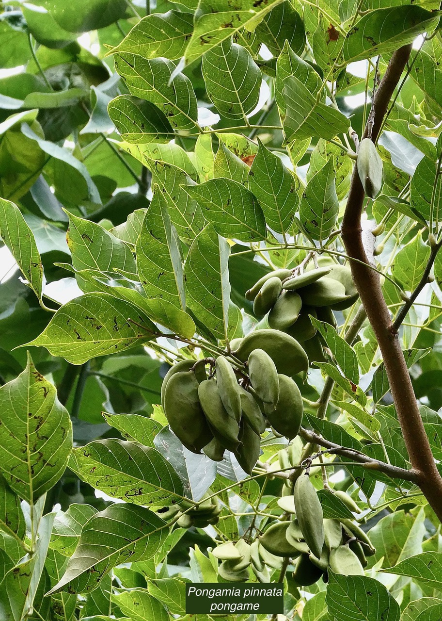 Pongamia pinnata.pongame.fabaceae.exotique cultivé..jpeg