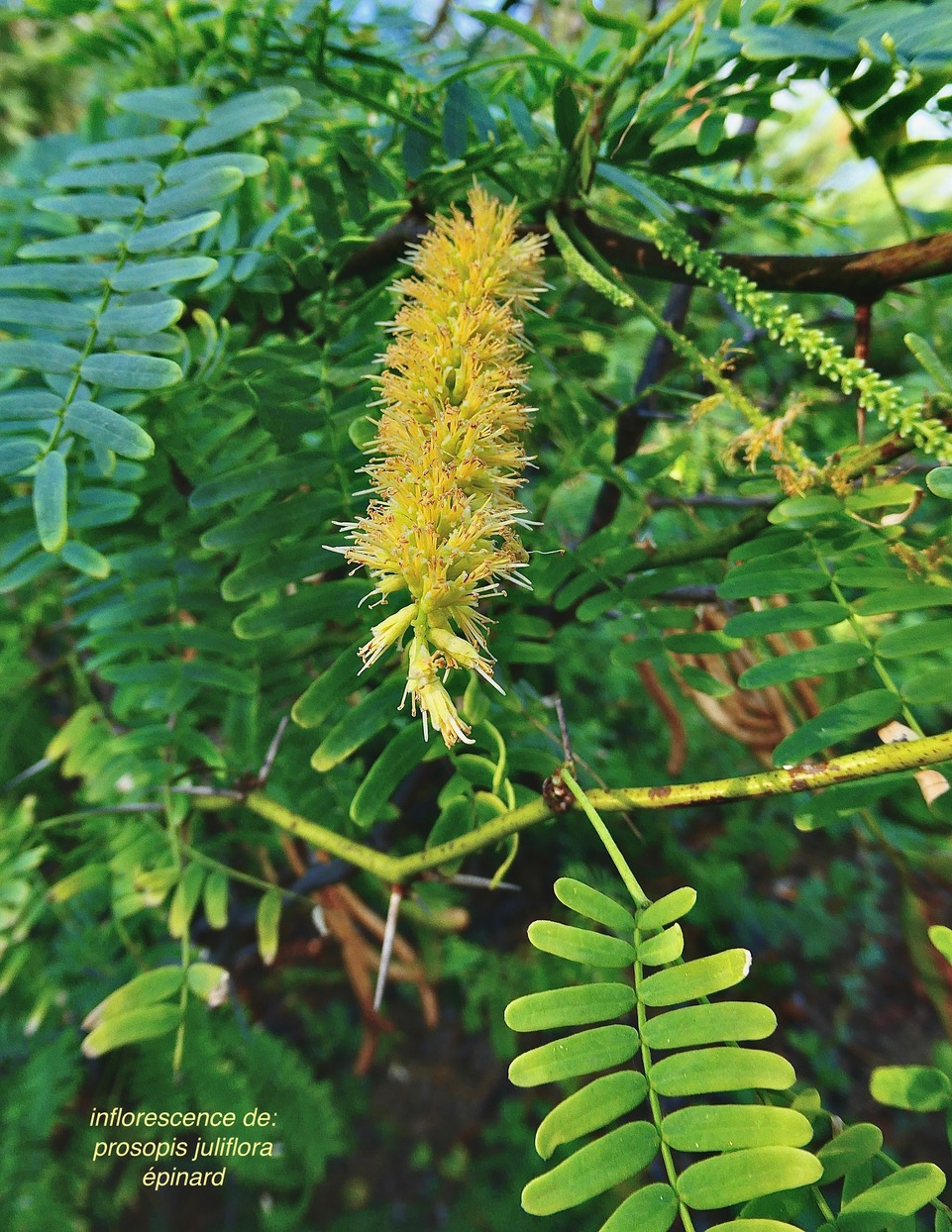 Prosopis juliflora.épinard.zacassi.fabaceae.espèce cultivée.amphinaturalisé.très envahissant. (1).jpeg