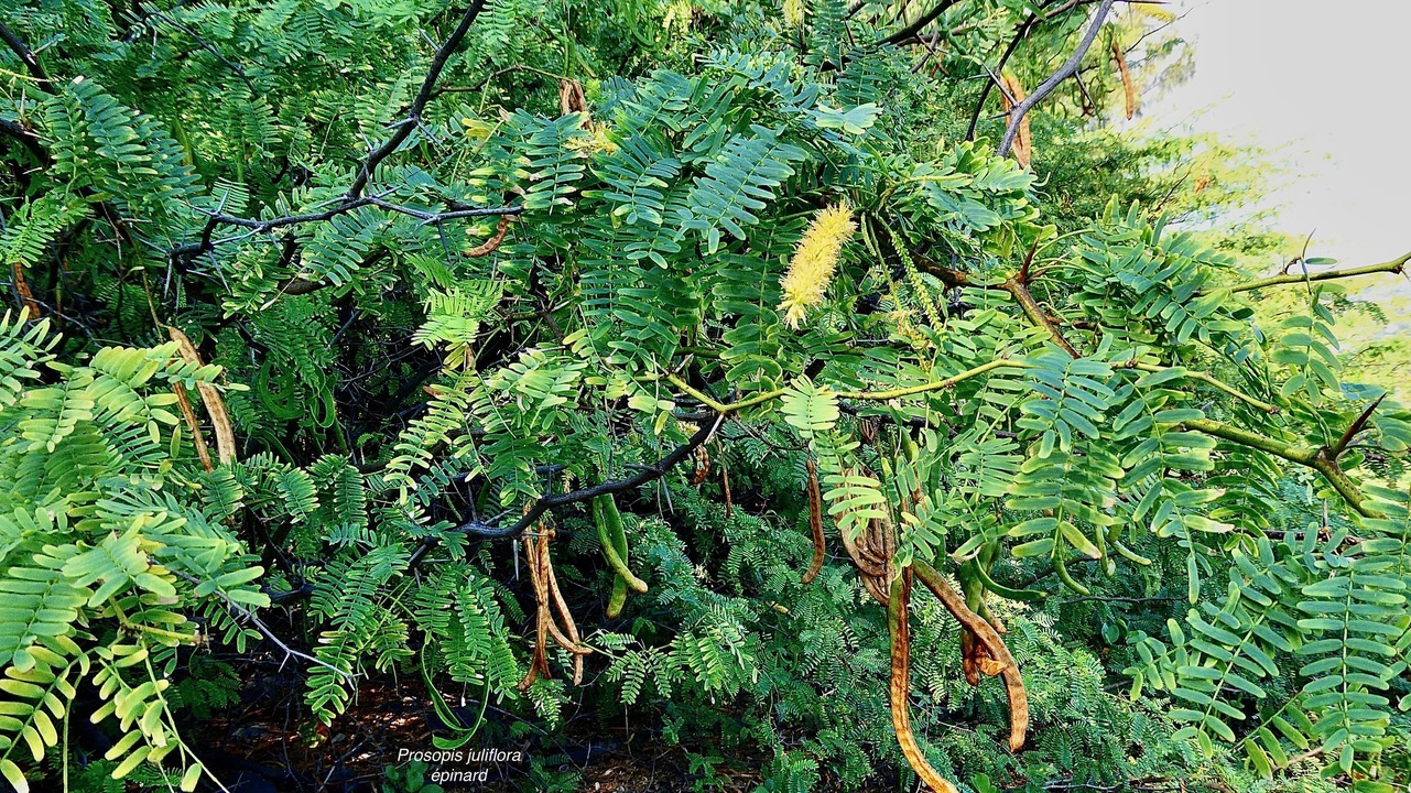 Prosopis juliflora.épinard.zacassi.fabaceae.espèce cultivée.amphinaturalisé.très envahissant..jpeg