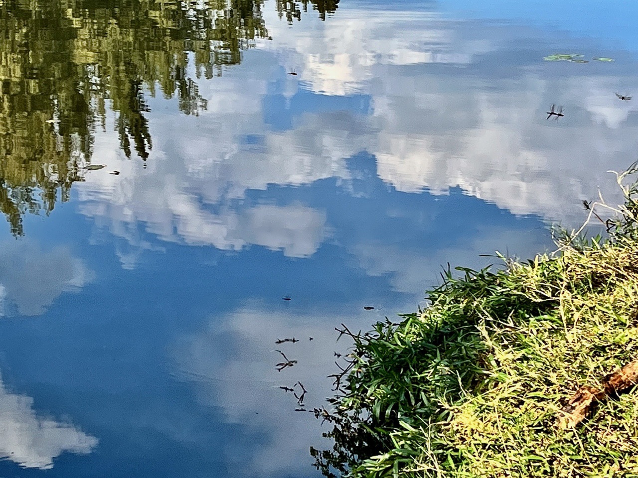 reflets de nuages et libellules.jpeg