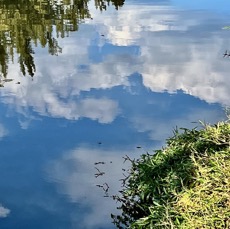 reflets de nuages et libellules.jpeg