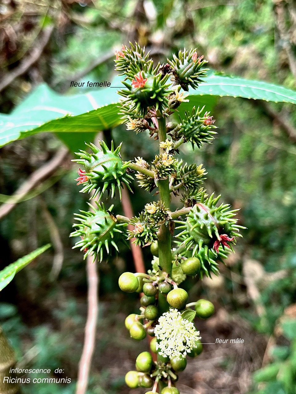 Ricinus communis.tantan.ricin commun. ( inflorescence avec fleurs femelles en haut et fleurs mâles en bas ).euphorbiaceae.assimilé indigène..jpeg