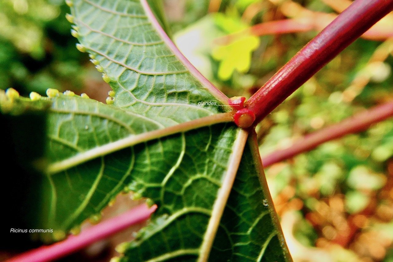 Ricinus communis.tantan.ricin commun.(  paire de glandes en face inférieure de la feuille  au point d'insertion du pétiole et du limbe .euphorbiaceae.assimilé indigène..jpeg