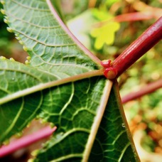 Ricinus communis.tantan.ricin commun.(  paire de glandes en face inférieure de la feuille  au point d'insertion du pétiole et du limbe .euphorbiaceae.assimilé indigène..jpeg