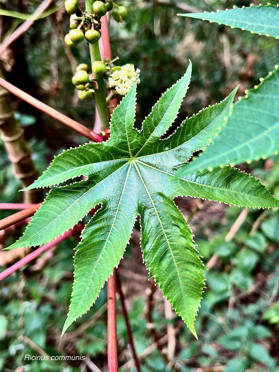 Ricinus communis.tantan.ricin commun.euphorbiaceae.assimilé indigène..jpeg