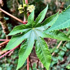 Ricinus communis.tantan.ricin commun.euphorbiaceae.assimilé indigène..jpeg