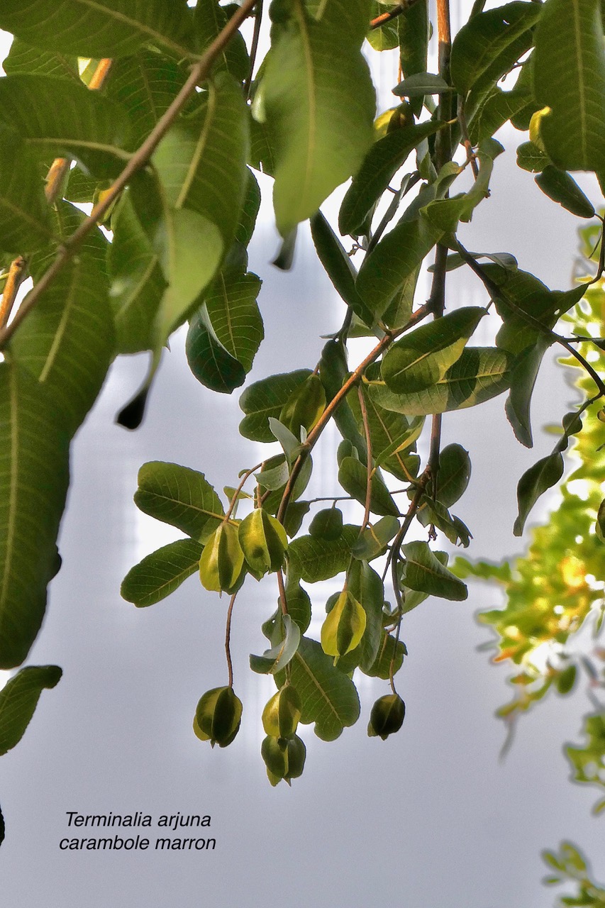 Terminalia arjuna.carambole marron combretaceae.espèce exotique cultivée. ..jpeg