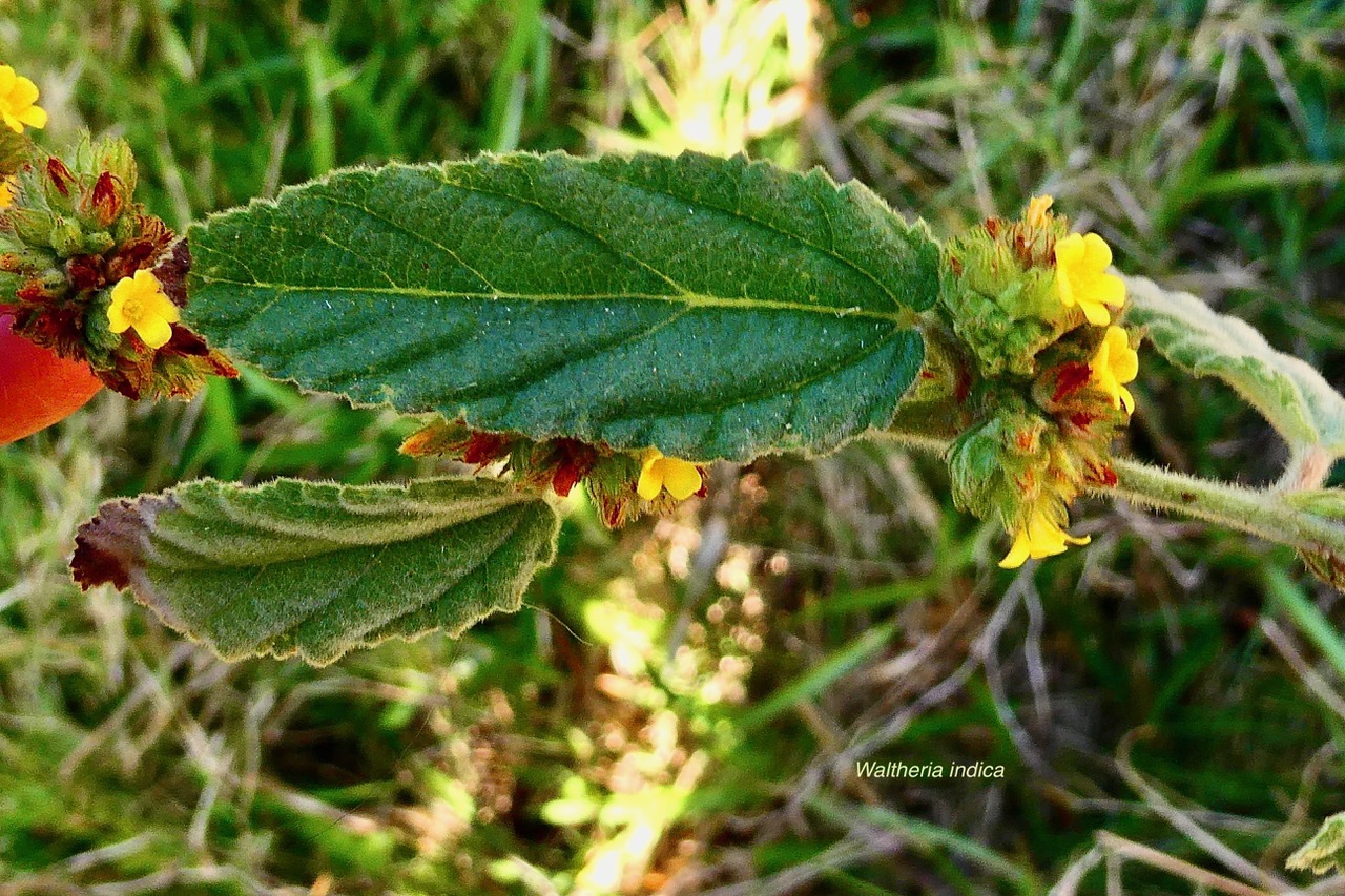 Waltheria indica.malvaceae.amphinaturalisé. (1).jpeg