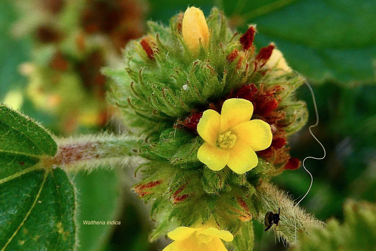 Waltheria indica.malvaceae.amphinaturalisé. (2).jpeg