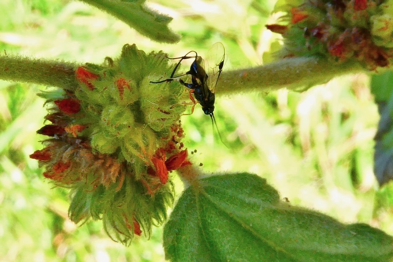 Waltheria indica.malvaceae.amphinaturalisé.et micro guêpe.jpeg