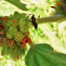 Waltheria indica.malvaceae.amphinaturalisé.et micro guêpe.jpeg