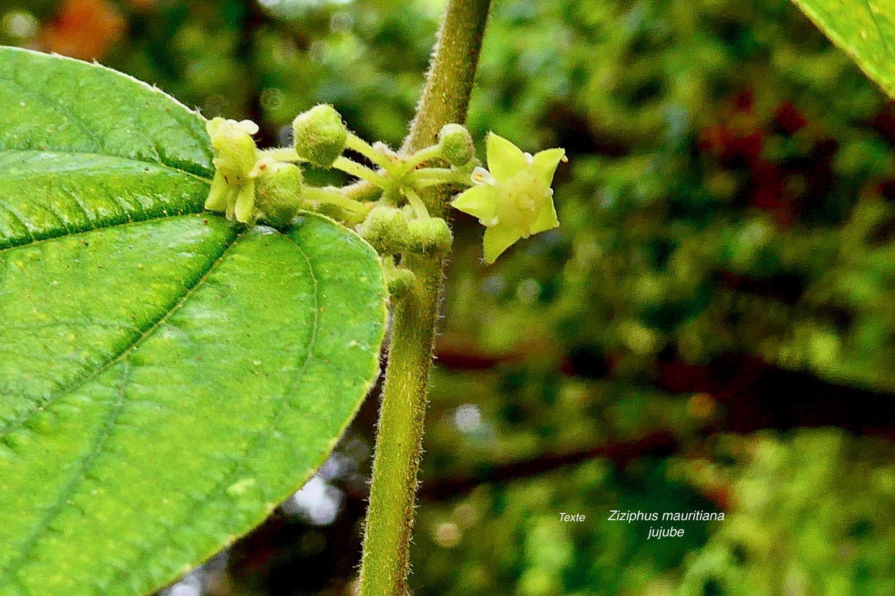 Ziziphus mauritiana Lam.jujubier.jujube.( fleurs ).rhamnaceae.cultivé.stenonaturalisé..jpeg