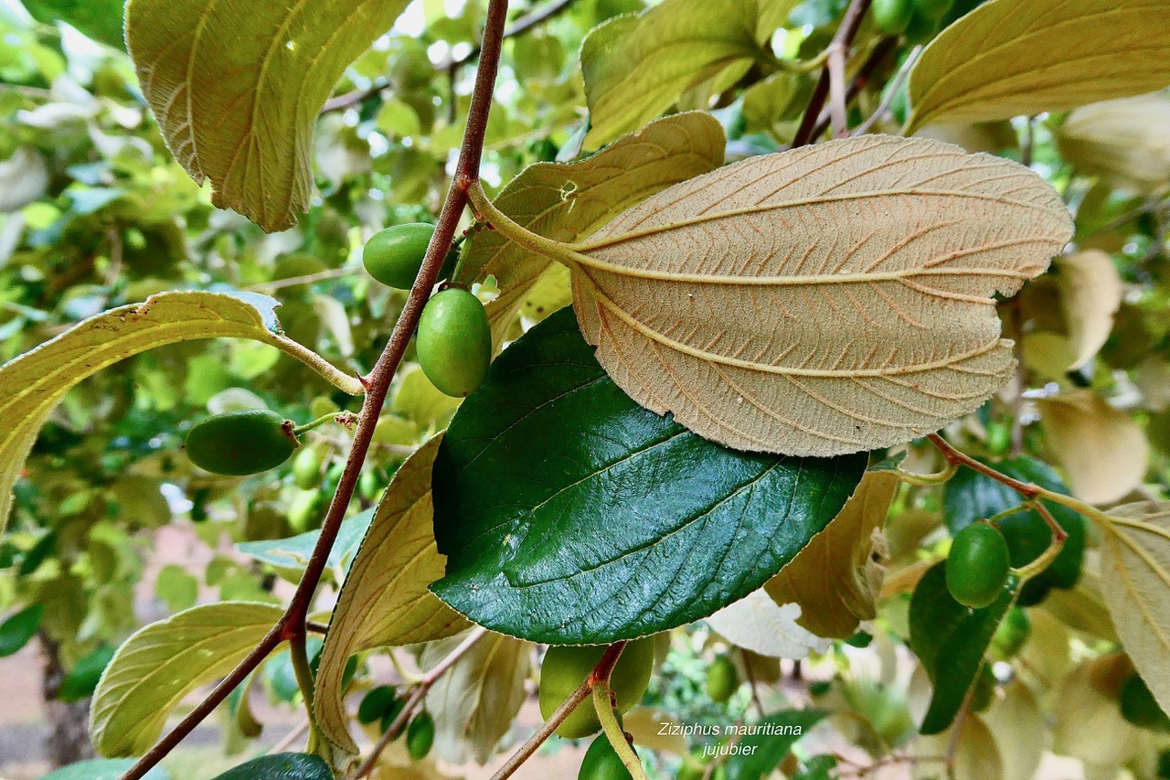 Ziziphus mauritiana Lam.jujubier.jujube.rhamnaceae.cultivé.stenonaturalisé..jpeg