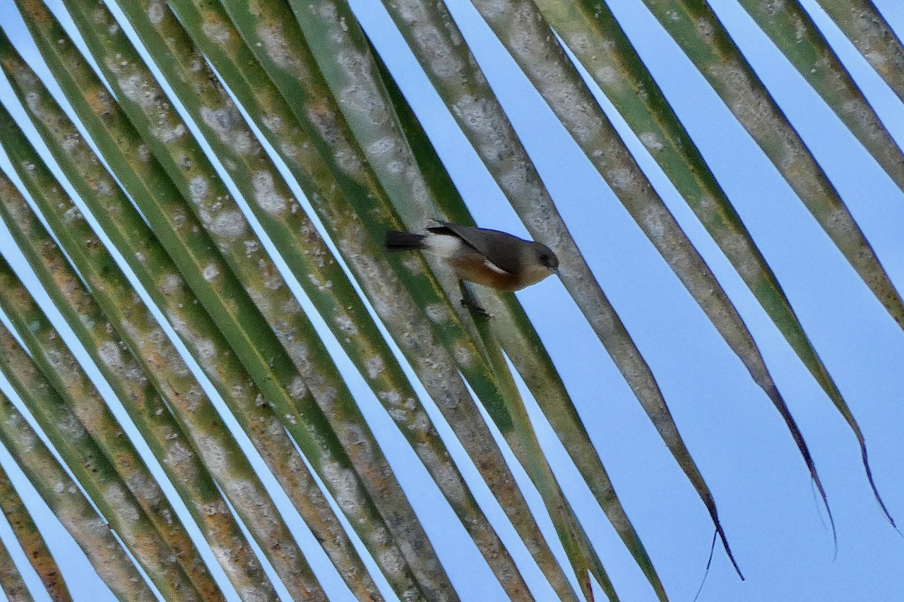 Zosterops borbonicus.oiseau blanc.zosteropidae.endémique Réunion..jpeg