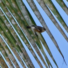 Zosterops borbonicus.oiseau blanc.zosteropidae.endémique Réunion..jpeg