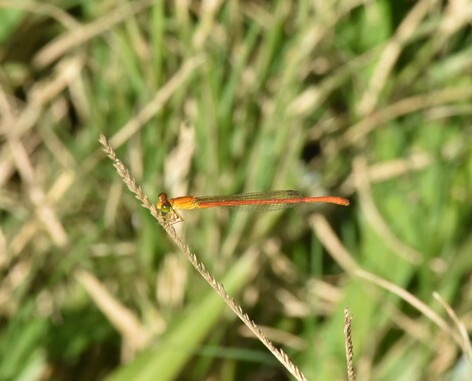 Ceriagrion_glabrum_-_Demoiselle_d_etang_mâle_-_COENAGRIONIDAE_-_Indigene_Reunion_-_MB3_2814b.jpg