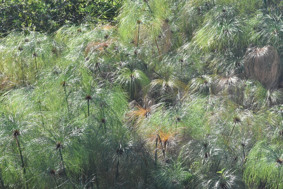 Cyperus papyrus - Papier du Nil - CYPERACEAE - Afrique espece envahisssante a La Reunion - MB3_2799.jpg