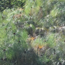 Cyperus papyrus - Papier du Nil - CYPERACEAE - Afrique espece envahisssante a La Reunion - MB3_2799.jpg