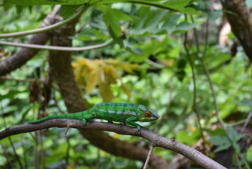 Furcifer pardalis - Endormi - CHAMAELEONIDAE - Madagascar - MB3_2866.jpg