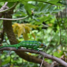 Furcifer pardalis - Endormi - CHAMAELEONIDAE - Madagascar - MB3_2866.jpg