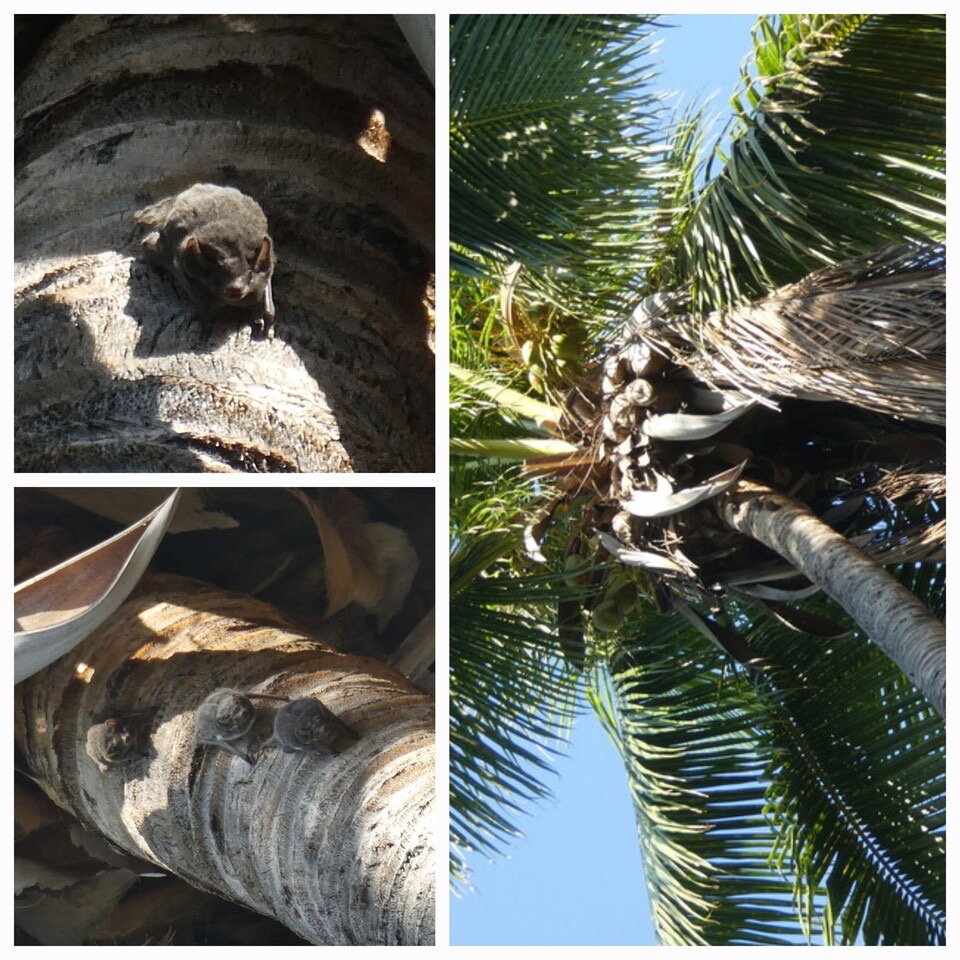 Taphozous mauritianus - Chauve-souris a ventre blanc - EMBALLONURIDAE - Indigene Reunion - 20230704_224009.jpg