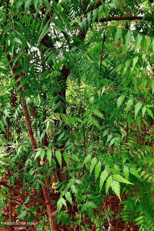 Azadirachta indica.neem.lilas sacré.meliaceae.origine- Inde (1).jpeg