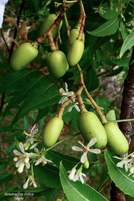 Azadirachta indica.neem.lilas sacré.meliaceae.origine- Inde (2).jpeg